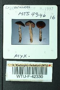 Cortinarius vernicosus image