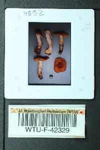 Cortinarius collinitus image