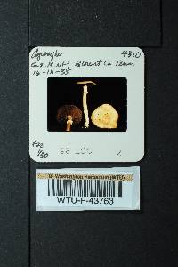 Agrocybe cylindracea image