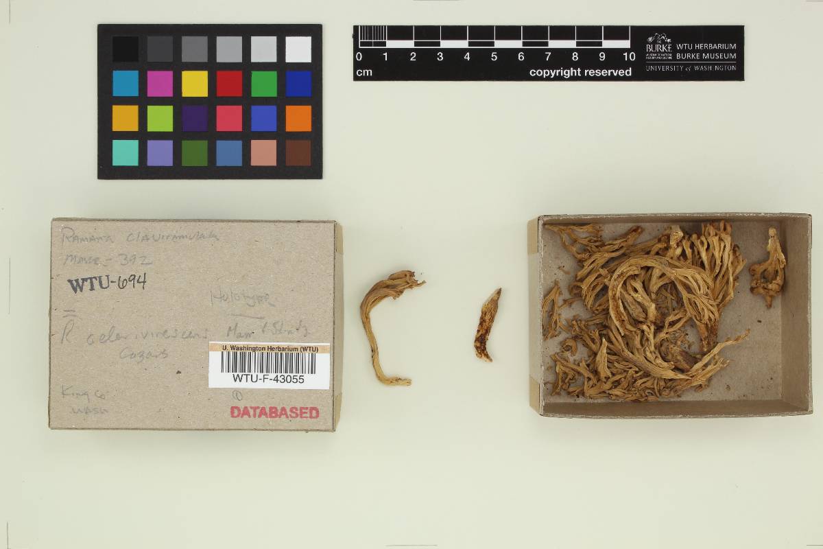 Ramaria claviramulata image