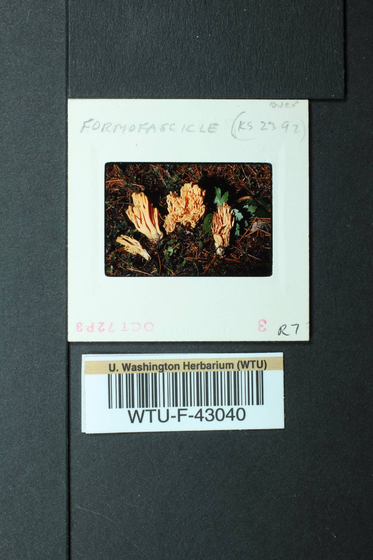 Ramaria leptoformosa image