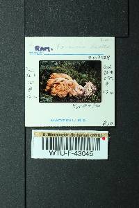 Ramaria leptoformosa image