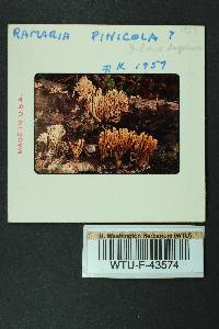 Ramaria pinicola image