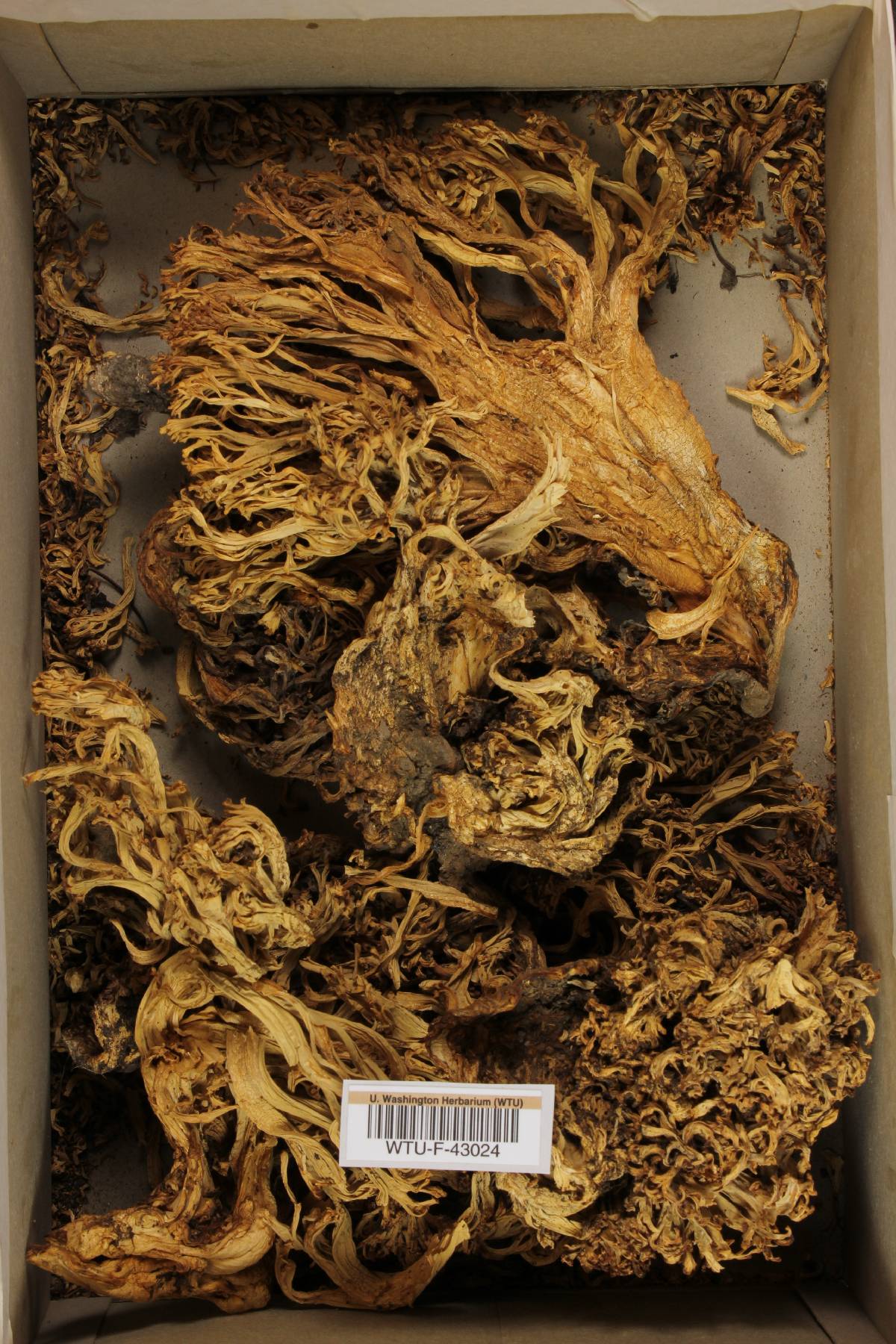 Ramaria coulterae image