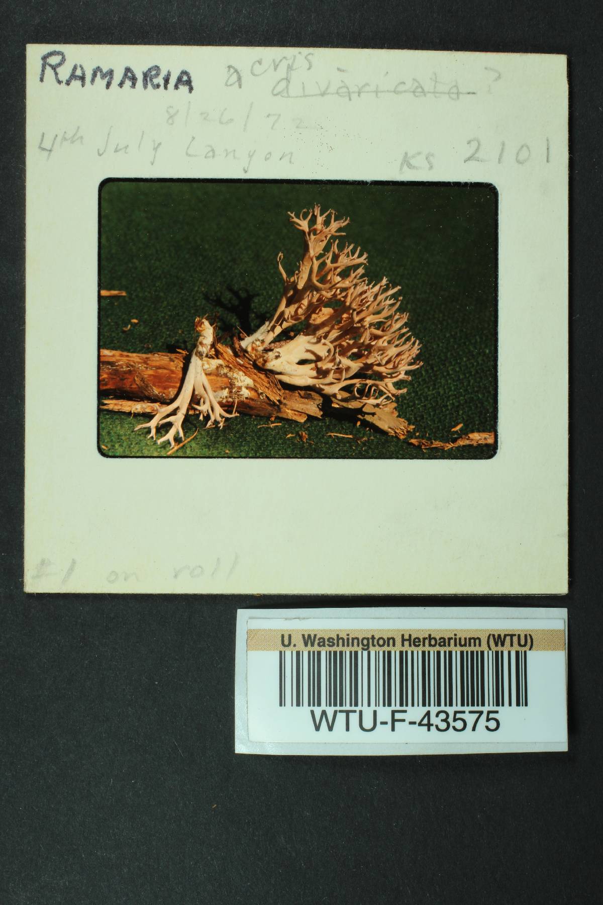 Ramaria rubella f. blanda image