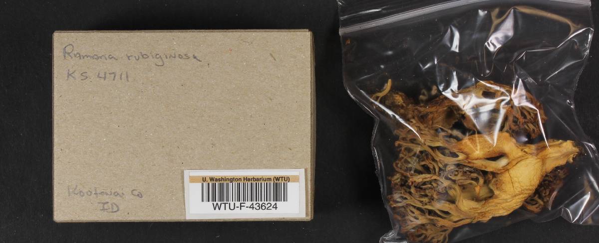 Ramaria rubiginosa image