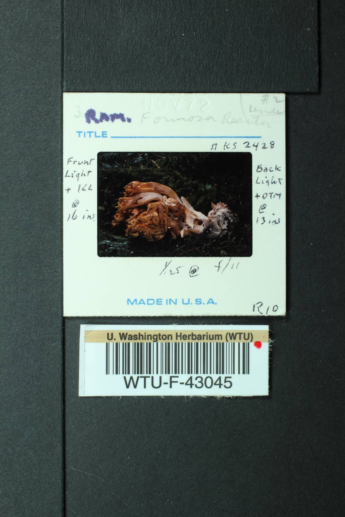 Ramaria leptoformosa image