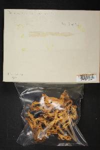 Ramaria botrytis image