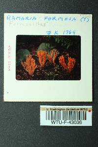 Ramaria longispora image