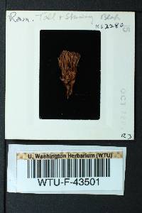 Ramaria acrisiccescens image