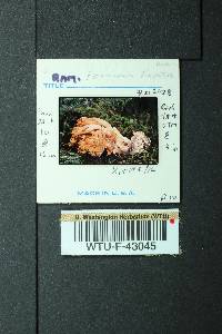 Ramaria leptoformosa image