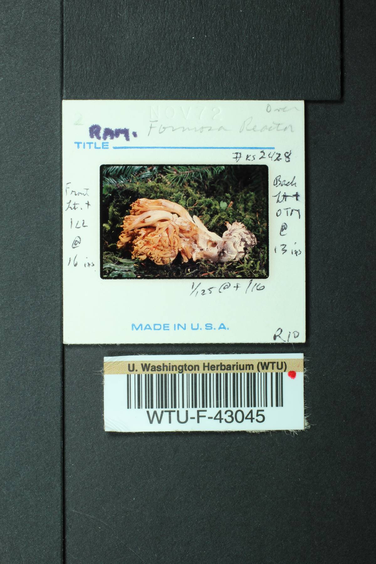 Ramaria leptoformosa image