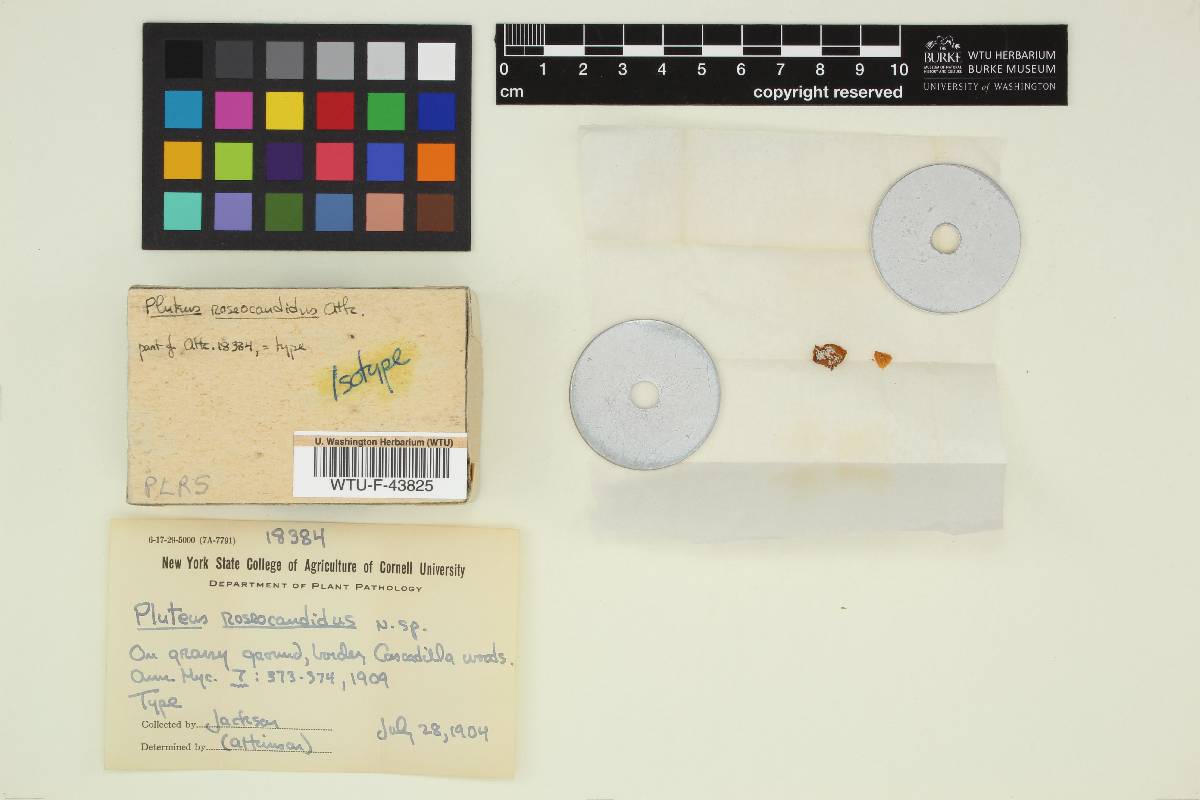 Pluteus roseocandidus image