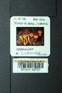 Cortinarius croceus image