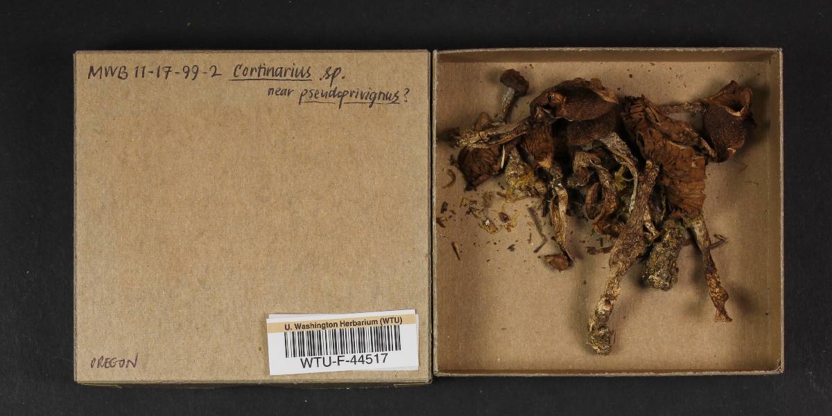 Cortinarius pseudoprivignus image