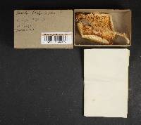 Amanita chlorinosma image