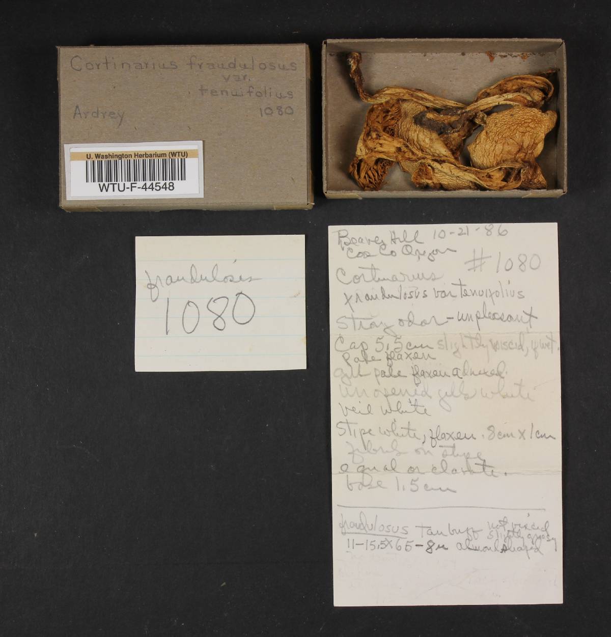 Cortinarius fraudulosus image