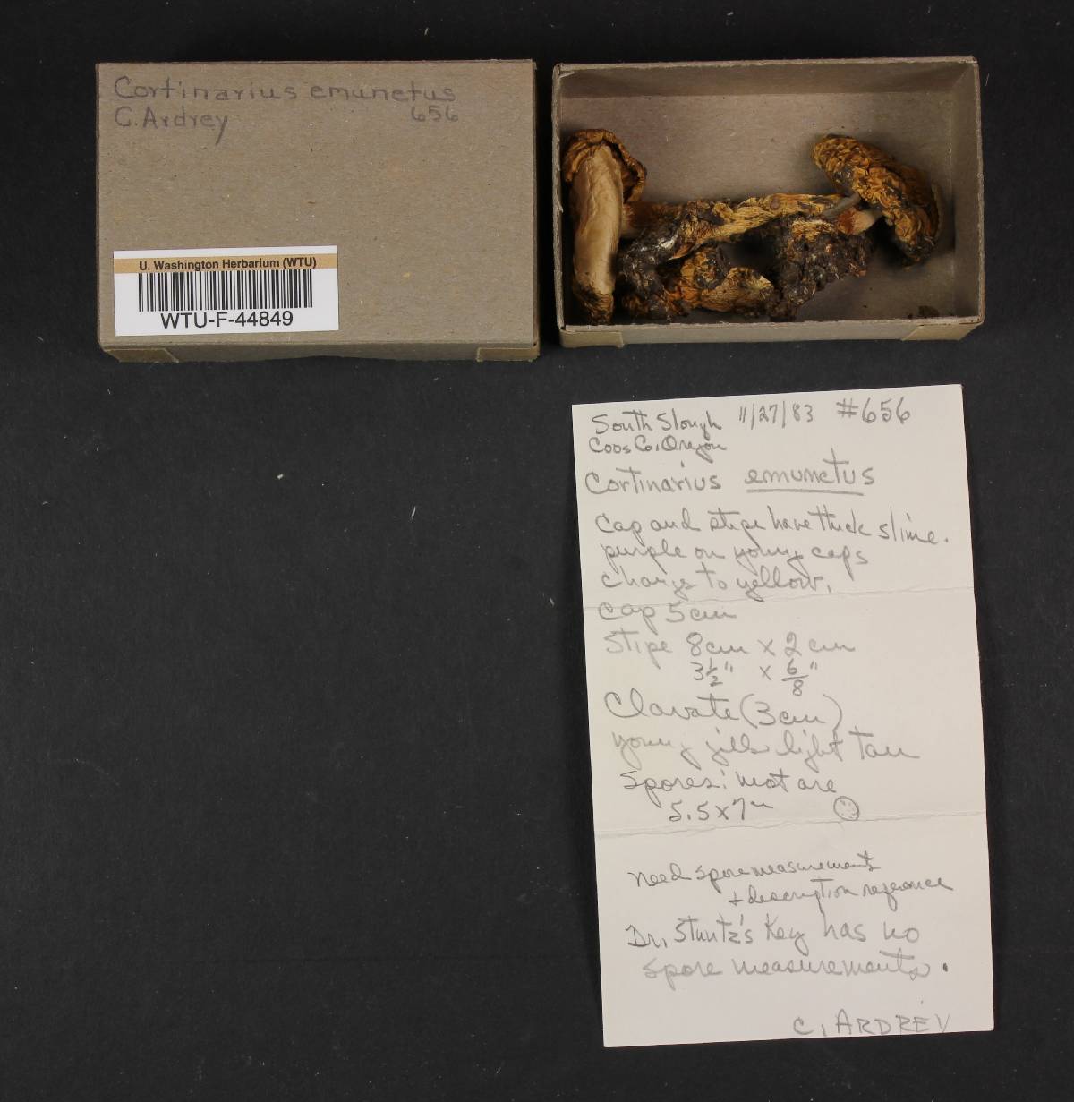 Cortinarius emunctus image