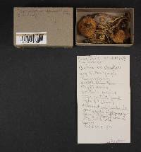 Cortinarius deceptivus image