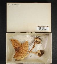 Amanita brunnescens image