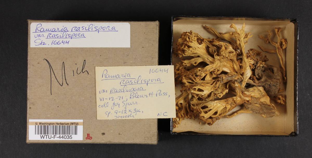 Ramaria rasilispora var. rasilispora image