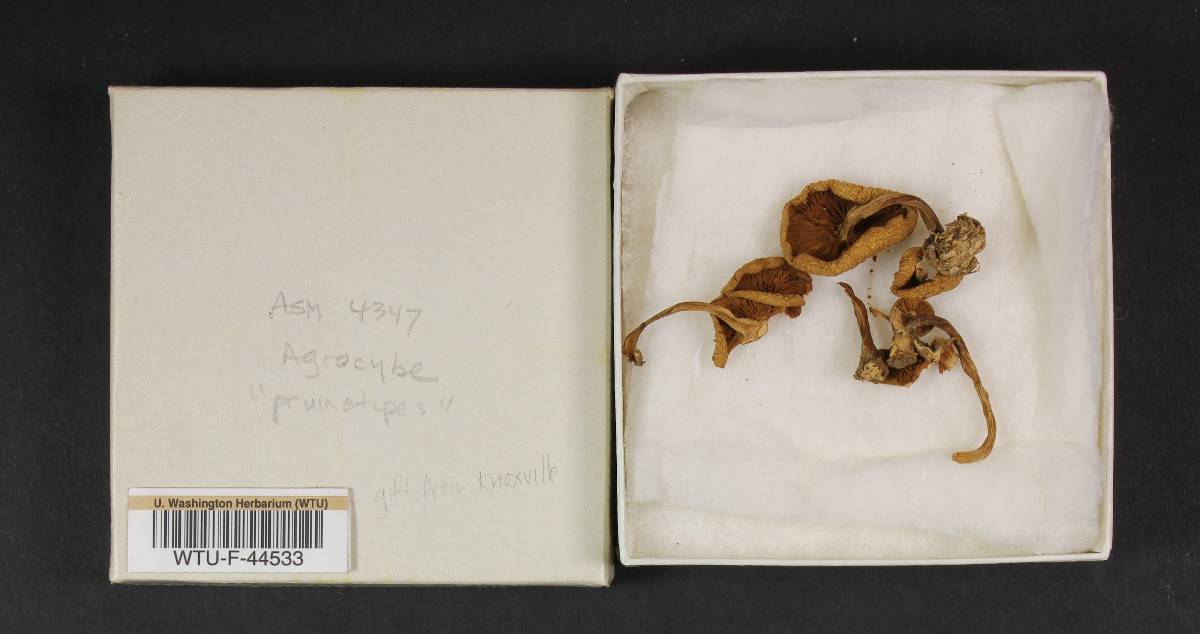 Agrocybe paludosa image