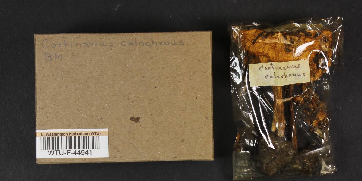 Cortinarius callochrous image