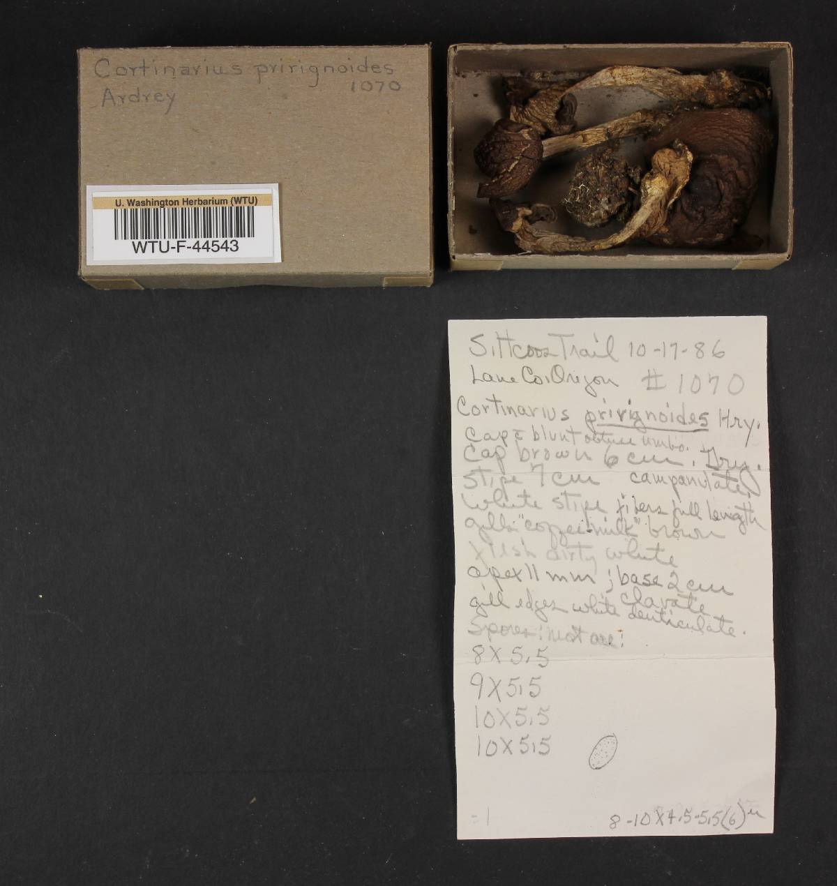 Cortinarius privignus image