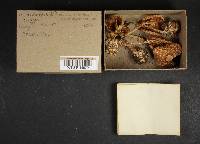 Amanita brunnescens var. pallida image