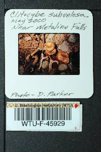 Cleistocybe vernalis image