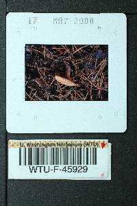 Cleistocybe vernalis image