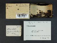 Callistosporium luteo-olivaceum image