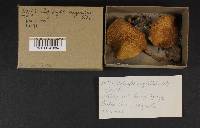 Agrocybe cylindracea image