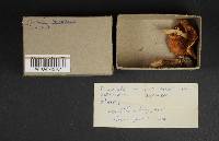 Amanita brunnescens image