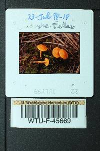 Calocybe fallax image