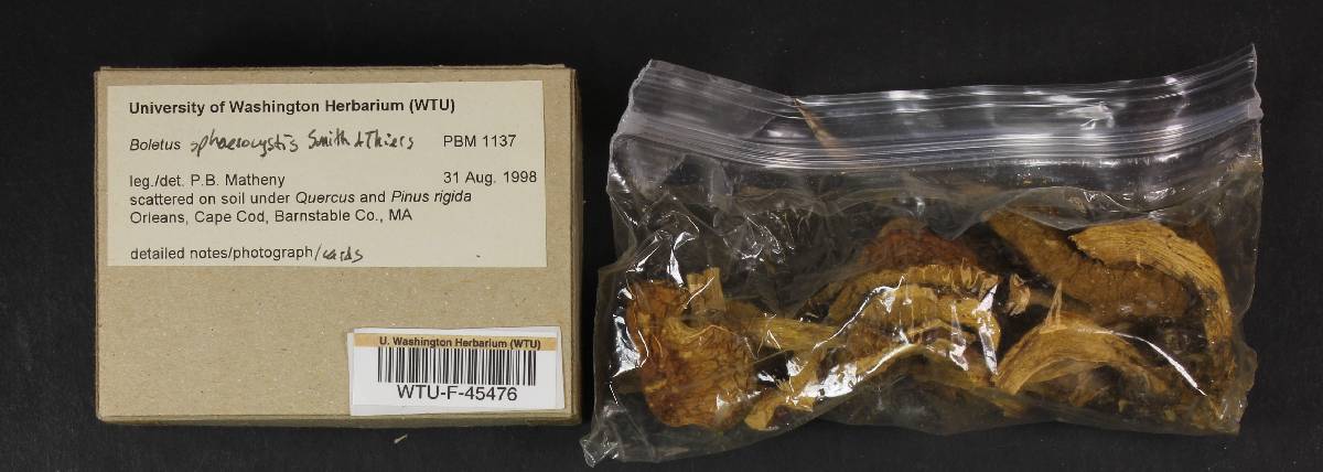 Boletus sphaerocystis image