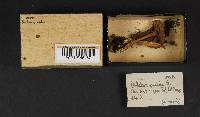Boletus gracilis image