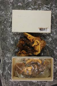 Boletus rubellus image