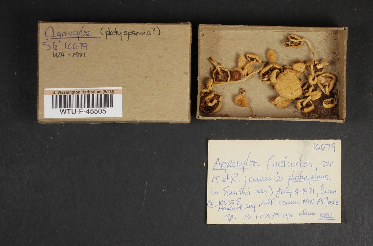 Agrocybe platysperma image