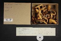 Agrocybe smithii image