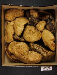 Boletus calopus image