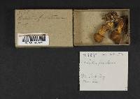 Boletus frustosus image