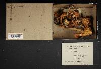Amanita brunnescens image