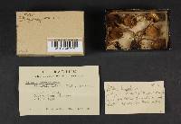 Boletus chrysenteron image