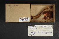 Boletus variipes image