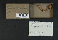 Chroogomphus tomentosus image