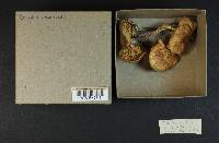 Rhodocollybia maculata image