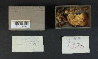 Rhodocollybia butyracea image