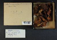 Collybia maculata var. scorzonerea image