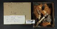 Rhodocollybia maculata image